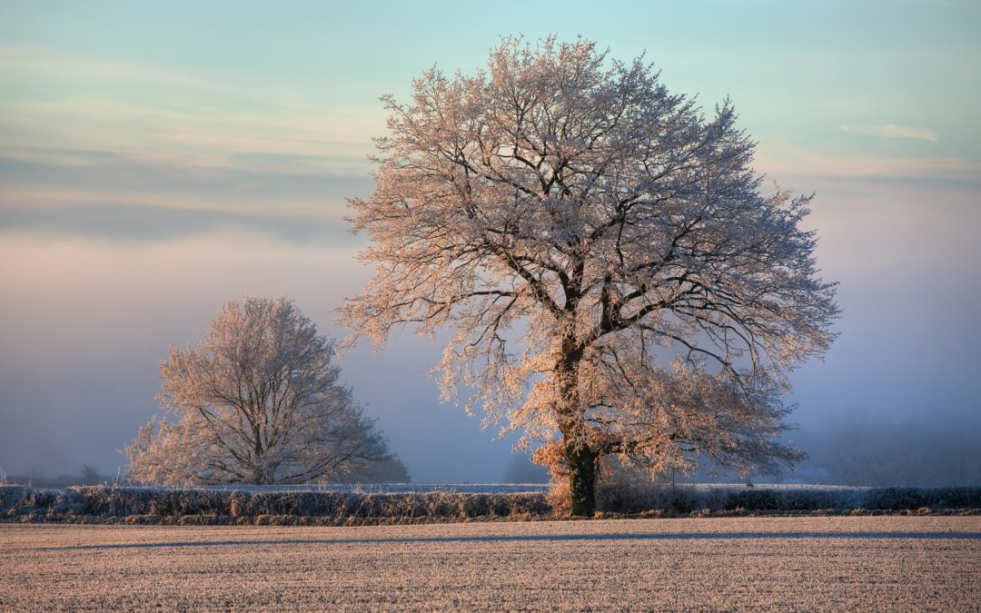 Trees with frost